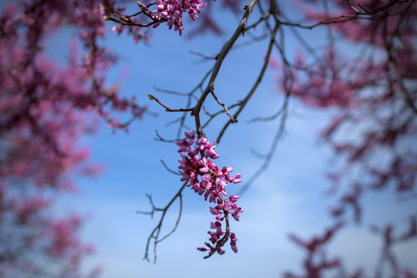 The pinkish flowers of the redbud tree hang in the foreground from a branch above, as the rest of the tree floats in soft bokeh behind and clouds float in the blue sky.
