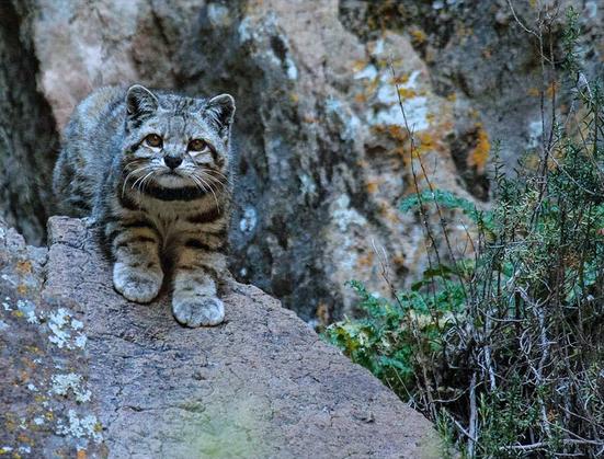Leopardus jacobita is a small feline that lives at altitude and specializes in hunting rodents that live in the Andean massif- mainly chinchillas and viscaches.