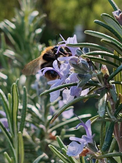 Nahaufnahme auf die zartblauen Blüten vom Rosmarin, an denen sich eben eine Hummel verlustiert.