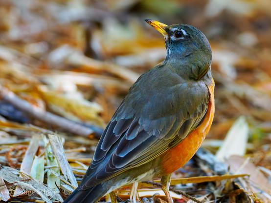 Photo of an American Robin, seen from behind and the side, looking over its left shoulder and up.  The back and wings of the bird are gray with white outlines, and the birds chest is reddish orange.  The bird is standing on brown leaf litter.