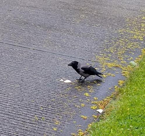 a hooded crow on a back road enjoying a cream cracker.
