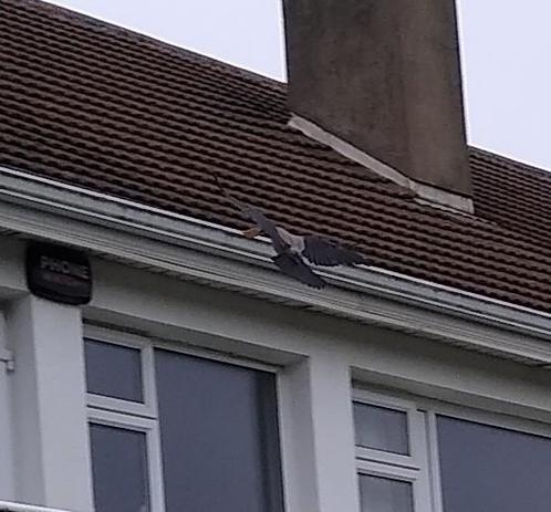 a hooded crow takes a cream cracker and flies up to a roof to enjoy it.