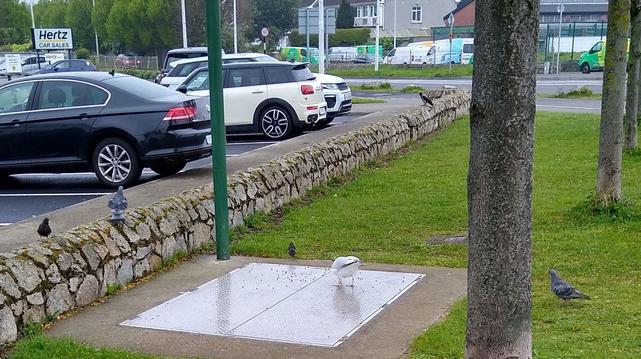 starlings, pigeons, a hooded crow and a seagull arrive at some dropped food.