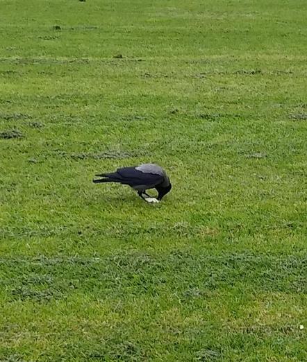 a hooded crow tales care of a cracker on the grass in some green space.