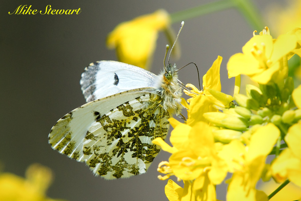 A female Orange Tip taking nectar from a flower. The upper wings don’t have the orange tips like the males have