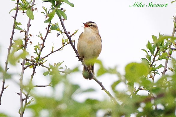 A Sedge Warbler on the top branch of the undergrowth singing it heart out