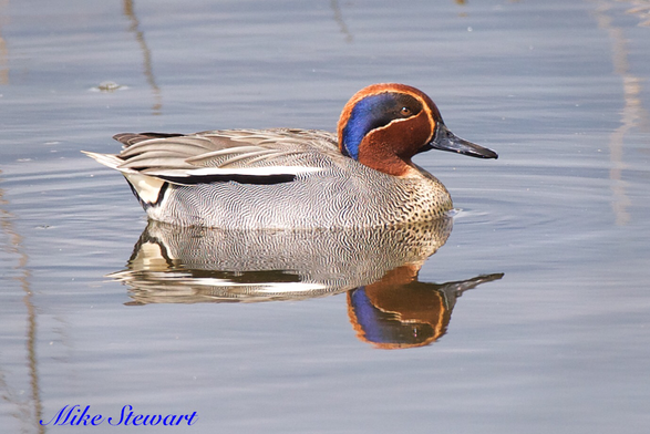 A beautiful Teal with its brightl colours reflecting in the water