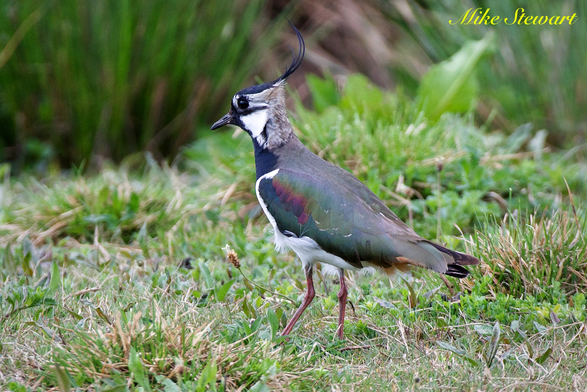 A Lapwing with its characteristic long crest. It looks like it has been putting eye make-up on rather badly