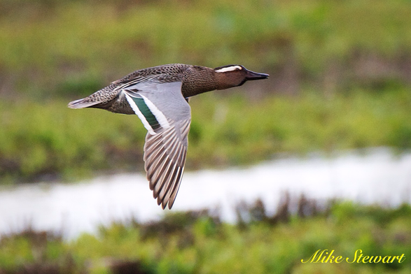 A Garganey in flight showing its distinctive bright white curving eyebrow