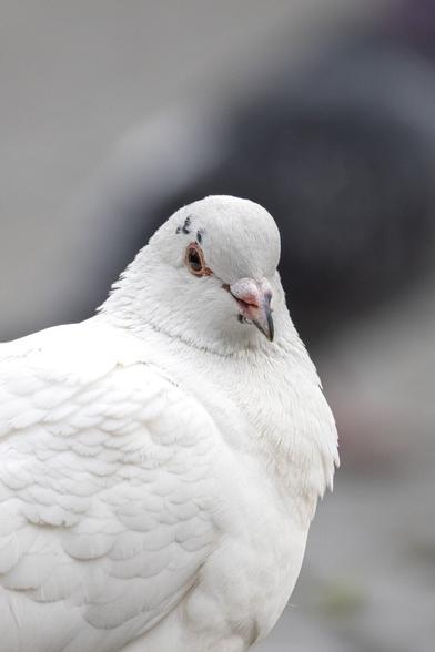 Close-up of a white pigeon with soft, fluffed feathers and a few small black markings on its head, looking calmly toward the camera. The background is softly blurred in shades of gray.