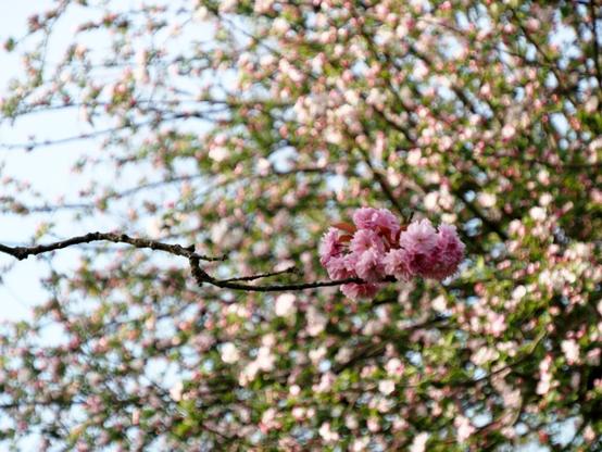 Cherry flowers in the foreground, blurred apple flowers in the background