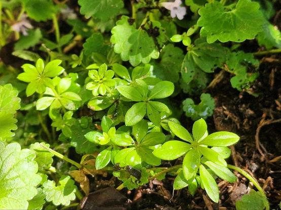 Waldmeister in einem Topf mit Gundermann