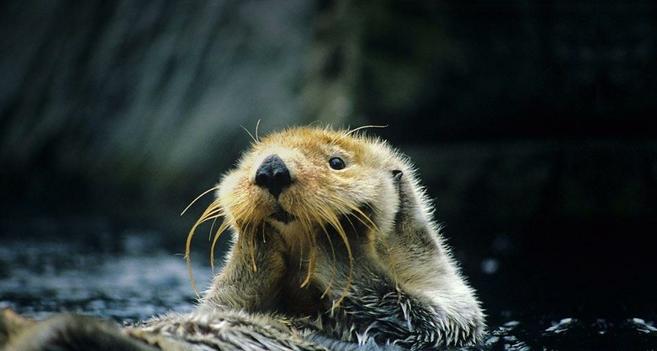 A picture of an otter.