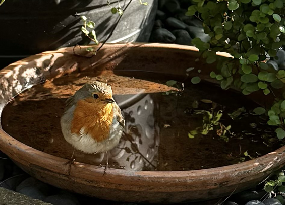 A robin perches on the edge of a terracotta dish partly filled with water. The Robin has just finished taking a drink. The dish stands in front of a large, black planter in the shade of some potted plants. The back of the dish and part of the planter are lit by a shaft of sunlight. The right-hand part of the dish is partially covered by the button shaped leaves of muehlenbeckia.