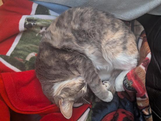 Calico kitty is curled up in a blanket. Meow