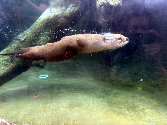 An otter streaks through the water like a furry brown torpedo, trailing bubbles in its wake.