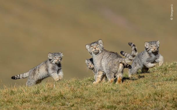 Young Otocolobus manul, or _Pallas cats_, with mom. The family was photographed in Mongolia.