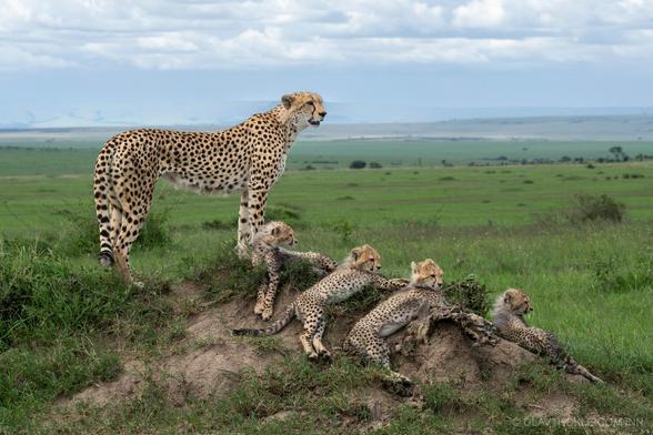 mother cheetah standing guard on a mound of dirt with many youngsters lounging next to her