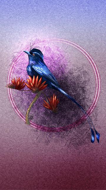 Illustrated phone wallpaper of a racket-tailed drongo, perched on some flowers. Behind the bird is a pink paper texture with a blue gradient at the top and a purple gradient at the bottom. Surrounding teh bird is crosshatching and a double halo of purple light.