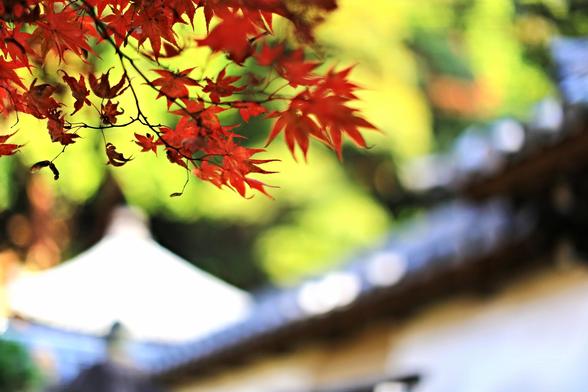In the quiet courtyard of a forgotten Japanese shrine, the autumn leaves fall like silent prayers.
The vibrant crimson and golden hues dance gently through the cool breeze, resting on ancient stone paths and mossy lanterns.
The air is crisp, filled with the faint scent of earth and old wood.
Each leaf, delicate and fleeting, seems to carry a whisper — a memory of summer's warmth and the solemn promise of winter's embrace.
As the sun sinks low, its soft light paints the shrine in a dreamlike glow,
and for a fleeting moment, time feels suspended — held tenderly between past and present,
just as the leaves are held briefly by the wind before they kiss the earth.