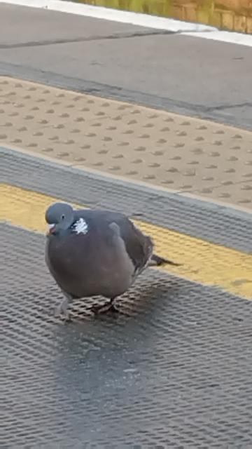 A chonky pigeon on a train platform