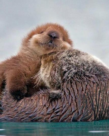 A picture of an otter.