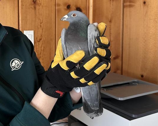 Racing pigeon from Spain has rare journey to Canada after wrong turn in Mediterranean