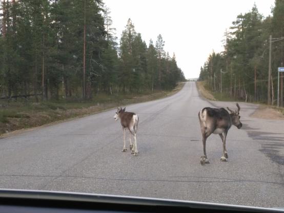 Blick aus einem Auto auf eine Straße in Lappland/Finnland mit zwei Rentieren auf der Straße, die sich nach rechts und links bewegen.
