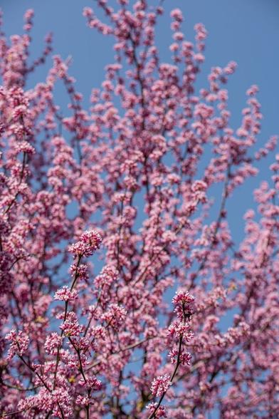 Four colour photos of the flowering tree, various degrees of zoom. All are against a clear blue sky. The flowers themselves are a beautiful candy pink, while the calyx/bud is a deep rose magenta. They grow in clusters about the size of a golf ball directly from twigs and branches, which is a bit unusual - sometimes you'll see them blooming directly from the trunk. Each flower is shaped like a typical pea family flower and has a faint sweetpea scent. There are numerous subspecies, and given that this is well outside the tree's natural range I would expect it to be a horticultural selection rather than simple species.