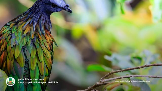 The #Nicobar #Pigeon 🪿🌈 is the largest, most colourful pigeon in the world. They are near threatened in #India by #palmoil #deforestation, #poaching and the #pet trade. Help them when u shop #Boycottpalmoil #Boycott4Wildlife 🌴🔥⛔️ https://palmoildetectives.com/2023/12/23/nicobar-pigeon-caloenas-nicobarica/?utm_source=mastodon&utm_medium=Palm+Oil+Detectives&utm_campaign=publer @palmoildetect.bsky.social