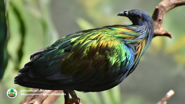 The #Nicobar #Pigeon 🪿🌈 is the largest, most colourful pigeon in the world. They are near threatened in #India by #palmoil #deforestation, #poaching and the #pet trade. Help them when u shop #Boycottpalmoil #Boycott4Wildlife 🌴🔥⛔️ https://palmoildetectives.com/2023/12/23/nicobar-pigeon-caloenas-nicobarica/?utm_source=mastodon&utm_medium=Palm+Oil+Detectives&utm_campaign=publer @palmoildetect.bsky.social