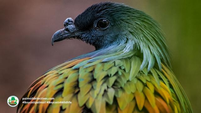 The #Nicobar #Pigeon 🪿🌈 is the largest, most colourful pigeon in the world. They are near threatened in #India by #palmoil #deforestation, #poaching and the #pet trade. Help them when u shop #Boycottpalmoil #Boycott4Wildlife 🌴🔥⛔️ https://palmoildetectives.com/2023/12/23/nicobar-pigeon-caloenas-nicobarica/?utm_source=mastodon&utm_medium=Palm+Oil+Detectives&utm_campaign=publer @palmoildetect.bsky.social