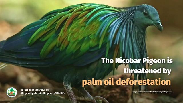 The #Nicobar #Pigeon 🪿🌈 is the largest, most colourful pigeon in the world. They are near threatened in #India by #palmoil #deforestation, #poaching and the #pet trade. Help them when u shop #Boycottpalmoil #Boycott4Wildlife 🌴🔥⛔️ https://palmoildetectives.com/2023/12/23/nicobar-pigeon-caloenas-nicobarica/?utm_source=mastodon&utm_medium=Palm+Oil+Detectives&utm_campaign=publer @palmoildetect.bsky.social