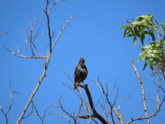 A photo of a sparkling starling sitting on the top of a tree. It's looking slightly to the right and the profile of its head can be seen. It's sparkling in green, turquoise, purple and black. Behind it the clear blue sky.