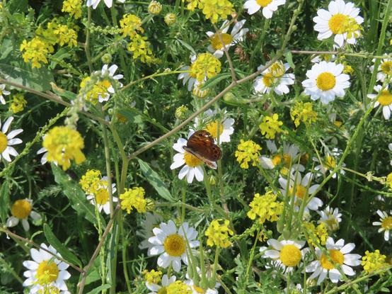 A photo of a wall brown butterfly sitting in a chamomile flower, surrounded by a field of chamomile and wild mustard