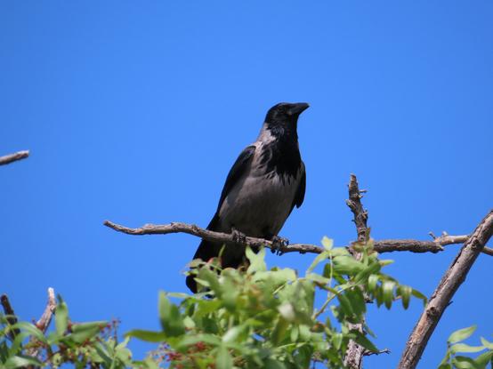 A photo of a hooded crow sitting at the top of a tree. It's looking slightly towards the right and the profile of its head is visible. The black part of the feathers is shining in the sun. Behind it, the clear blue sky.