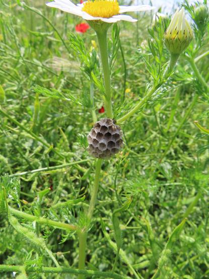 A photo of a tiny wasp nest on the stem of a chamomile flower. Behind it, lots of green plants and some red poppy flowers.