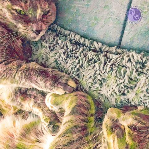 A tiny tortoiseshell cat face is visible in one cover of a frame with the bottom half filled with a big gray tabby sleeping on his side as they share a gray cat pad on a bed, illustrating Sharing Our Surfaces.