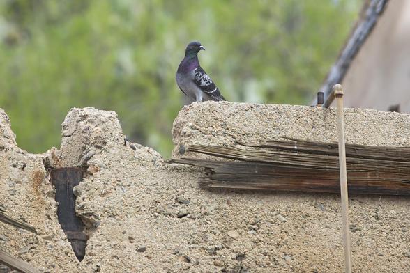 Regal pose for a rock pigeon with colors glowing in this light where he poses on the upper ruins of a building. The green head, purple throat and color are set up by his medium gray under feathers.  The upper wings are dappled in a black and white checked pattern with 2 characteristic black bands lower wing. He looks to the right and is framed in contrast colors light and medium green.