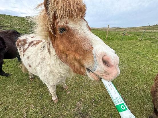 Worming a Shetland pony