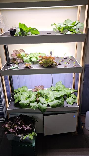 A tall indoor garden of 3 levels with plants in different stages of growth.