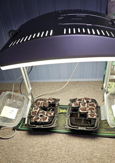 On the floor is a heat mat for plants with 2 black plastic nursery trays. The left one has tiny tomato seedlings while the right one has nothing showing in the little pods yet.