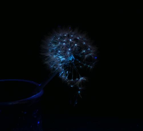Under UV light, a dandelion clock becomes an otherworldly flower. A sharp blue glow shines from the tip of each seed (pappus), creating a shining ball of 'stars'. Down at the base, the structure of the seedhead is revealed in mottled, glowing blue accented in black. Looking closely, the hairs of each seeds gleam faintly in the light reflected from the tips and the parent seedhead, adding a feathery texture to the photograph.The dandelion seeds have just begun to shed. A few seeds appear to be caught in mid-tumble toward the ground. At the lower-left of the photograph, the curved rim of the glass that hods the dandelion appears as a faint blue gleam.