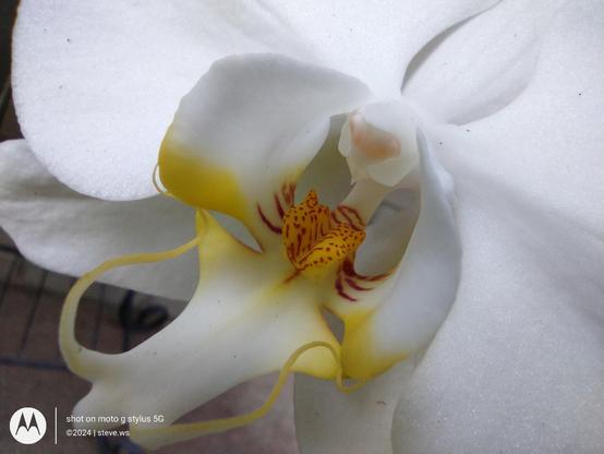 #nature #orchids #flowers #flowerreport