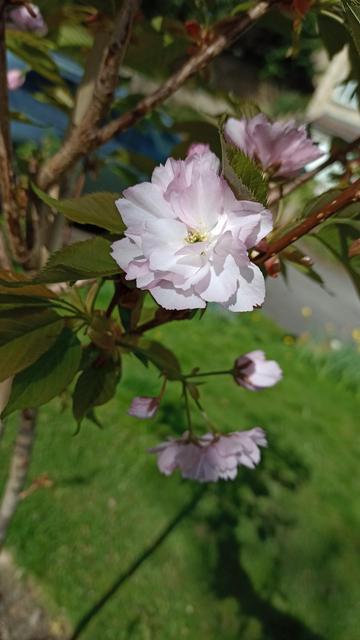 A pale pink flower on a tree
