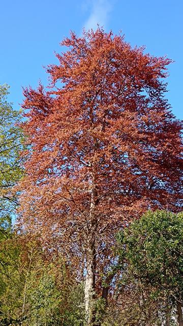 A large tree with new brown leaves and a blue sky behind