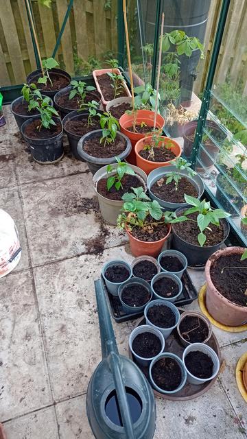 Plant pots on the ground in a small greenhouse. Small plants are visible in most pots.
