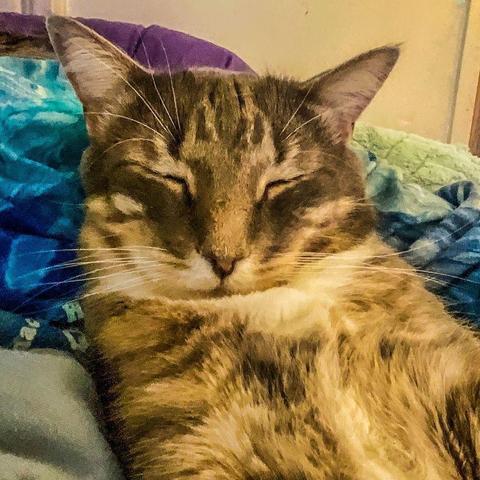 The head and shoulers of a big gray tabby against a person's torso in tie-dyed blues and scattered pale green and purple pillows.
