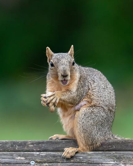 Portrait of a happy looking fox squirrel holding a peanut. She is sitting on a wooden plank with her body facing to the left. Her head is turned facing the camera with her mouth open looking like a smile. The background in an indistinct blotchy green.