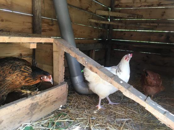 inside a wooden hen house a black feathered chicken steps over a wood plank to the left. at centre a white chicken looks quizzically at the viewer and to the right a red chicken has its back turned